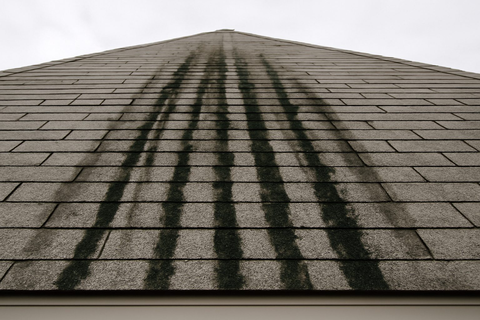 Algae Streaks on Your Roof: Cosmetic or R… | Wannamaker